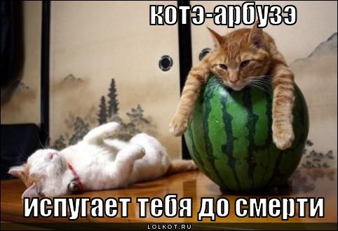 котэ-арбузэ