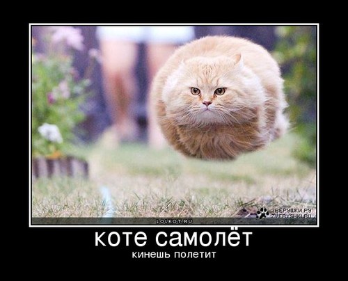 коте самолет