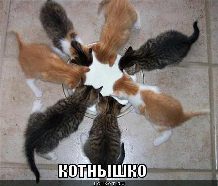 котнышко