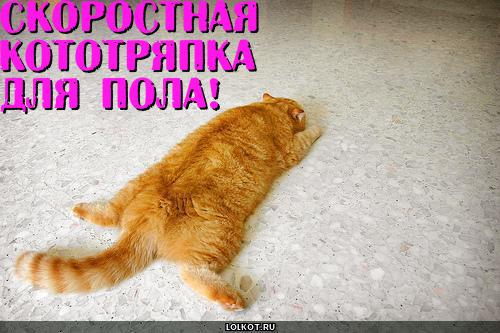  кототряпка