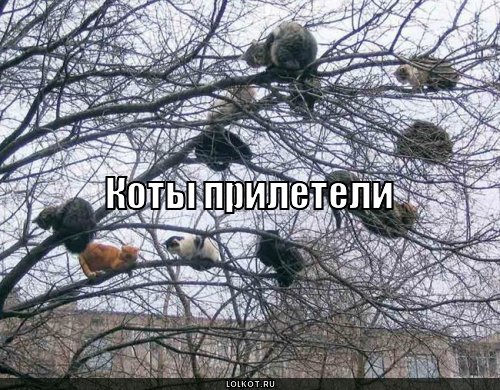 коты прилетели
