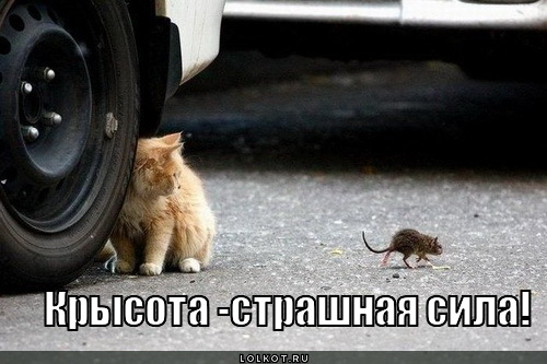   крысота - страшная сила!