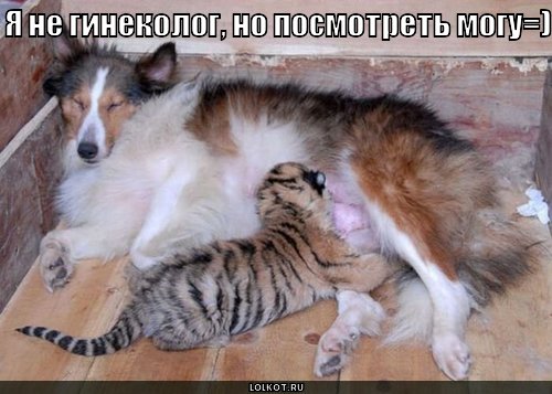 не гинеколог