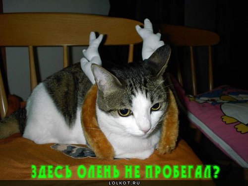 олень не пробегал?