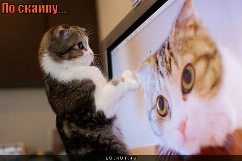по скайпу...