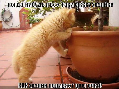 полив цветочков