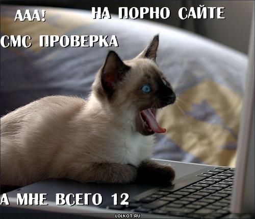 смс проверка