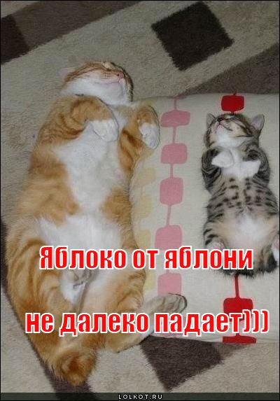яблоко от яблони