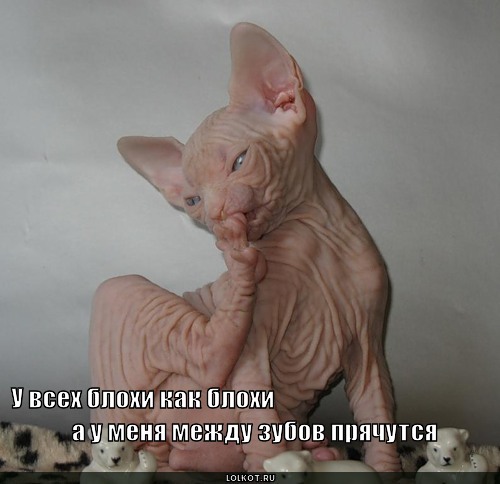 блохи как блохи