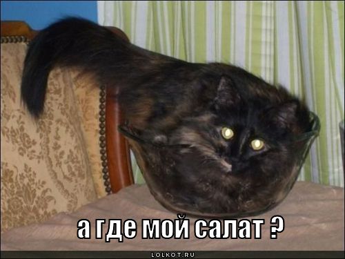 где салат?