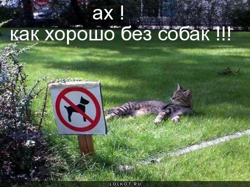 хорошо без собак