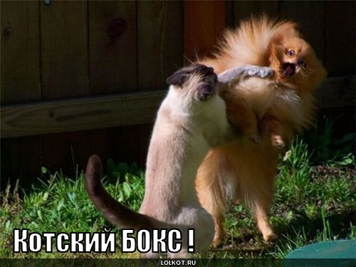 котский бокс