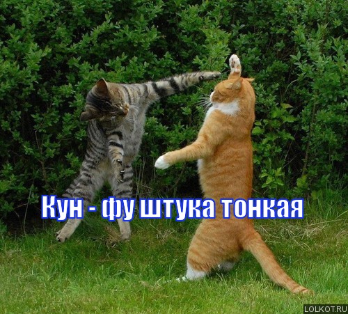 кун - фу 