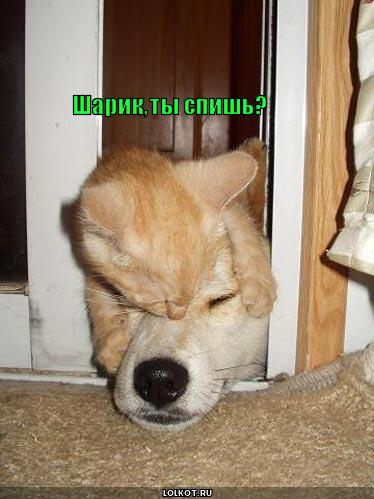 спишь?