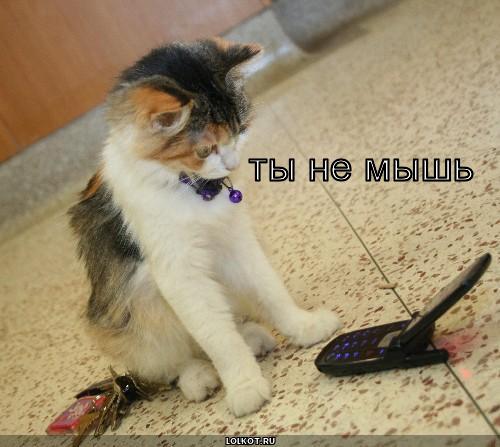 ты не мышь 