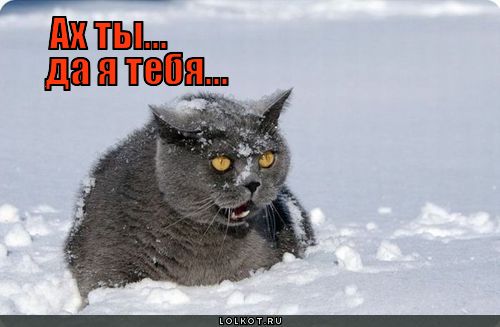 да я тебя...