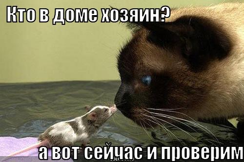кто в доме хозяин?