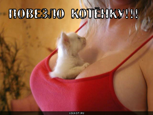 повезло котёнку!!!