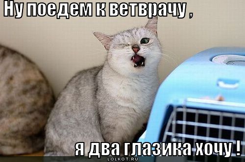 поедем к ветврачу