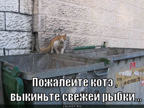 пожалейте котэ