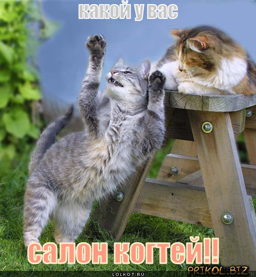 салон когтей