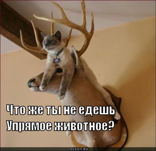 упрямое животное