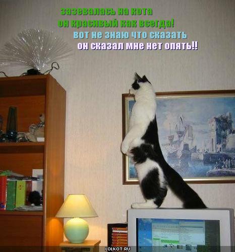 зазевалась на кота