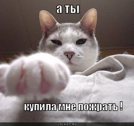 а ты купила мне пожрать?
