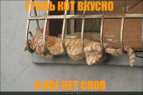 гриль кот