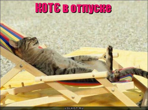котє в отпуске