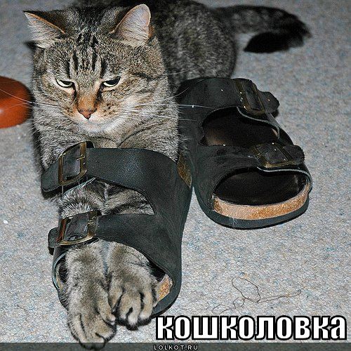кошколовка