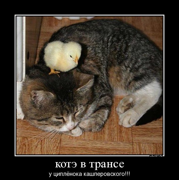 котэ в трансе