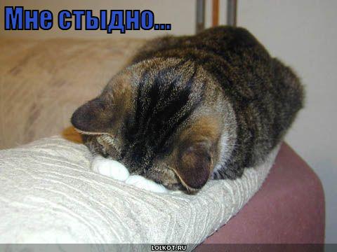 мне стыдно...