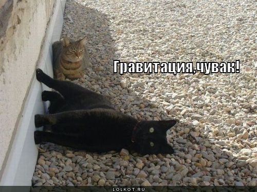 гравитация, чувак!