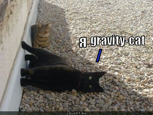 gravity-cat 