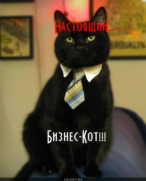 бизнес-кот