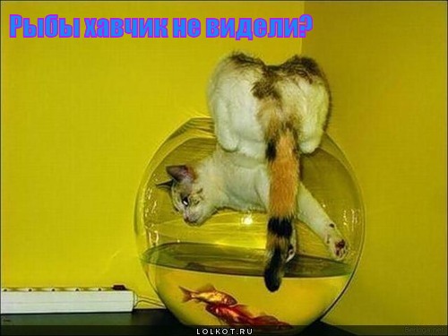 хавчик не видели?