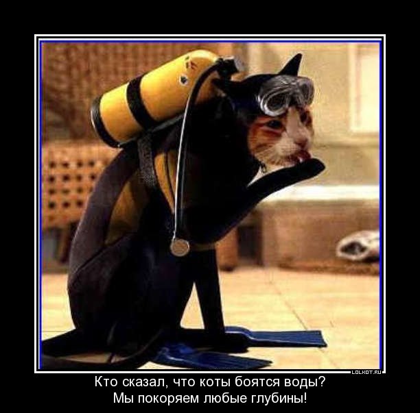 коты боятся воды?