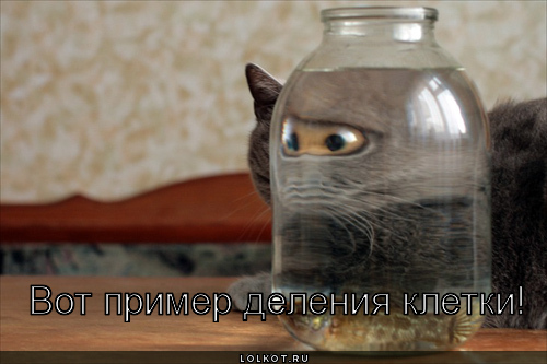 пример деления клетки