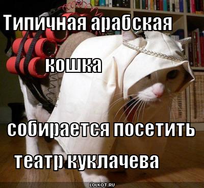 типичная арабская кошка