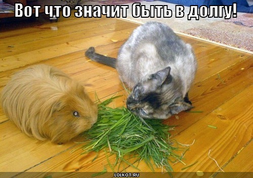 в долгу