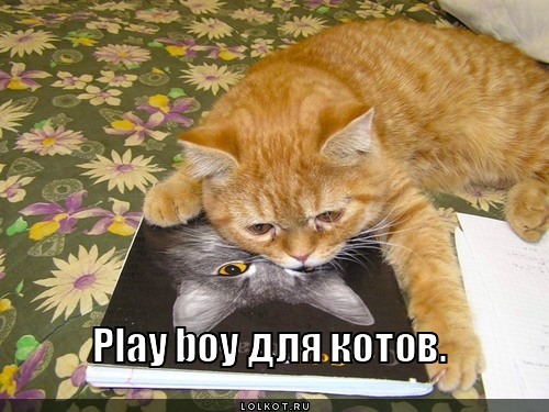 playboy для котов