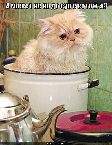 суп с котом