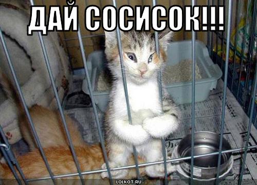 дай сосисок!!!