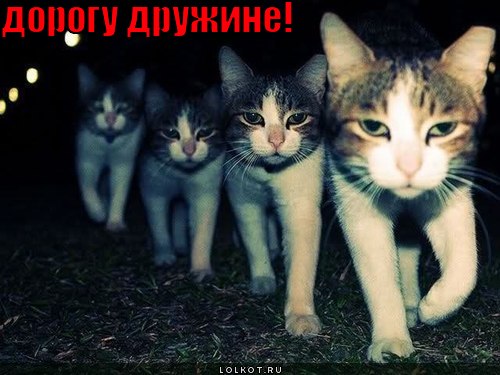дорогу дружине!