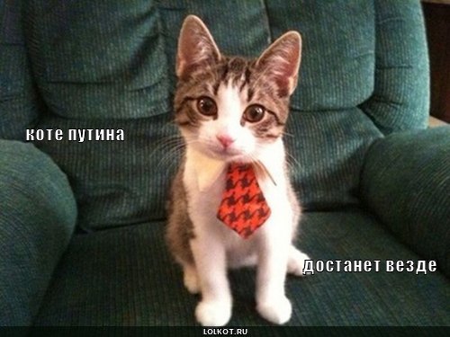 коте путина  