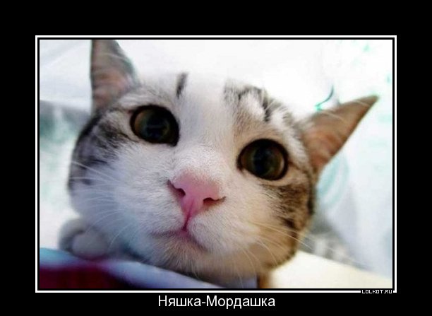 няшка-мордашка