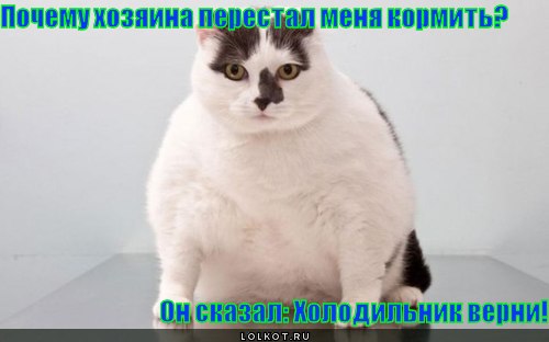 почему хозяина перестал меня кормить? 