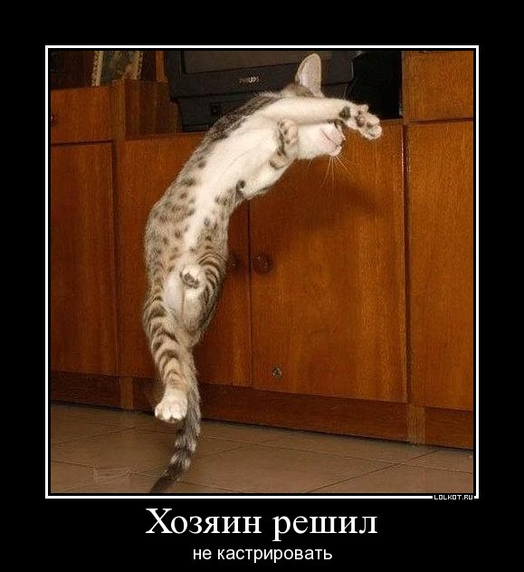 решил не кастрировать
