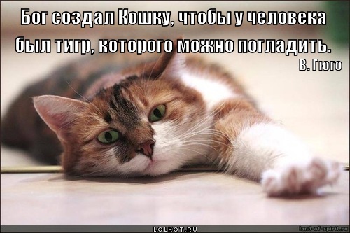 бог создал кошку